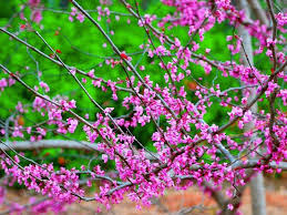 By requiring less fertilizer, water and pesticides, native plants help reduce the load of Flowering Trees Mark Spring S Arrival In More Than 1 Color News Hendersonville Times News Hendersonville Nc