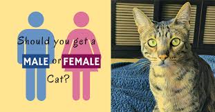 A cat can be male or female a female cat is known as a she cat. Should You Get A Male Cat Or A Female Cat Kitty Loaf