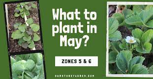 May Planting Guide 27 Crops To Plant