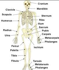 The bones of human body 206 bones in the body (though the exact number is inconsistent from person to person depending on various aspects) are. What Are The Twenty Major Bones In The Body Brainly In