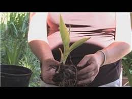 If you are looking for exotic blooms and foliage for your garden then canna lilies are amongst the easiest to grow and the hardiest. Flower Gardening How To Grow Canna Lilies Youtube