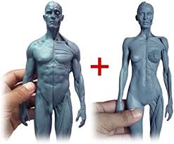 The body is a thing that can be hurt or killed. Luckfy Men Women Human Anatomy Figure Human Body Muscle And Skeleton Anatomical Model Ecorche And Skin Model Laboratory Material Anatomical Reference For Artists Amazon De Sport Freizeit