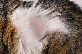 cat skin conditions causes and