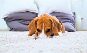 what causes new carpet smell and is
