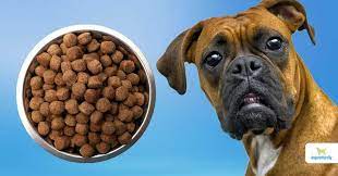 Is Grain Free Bad For Dogs Dogs