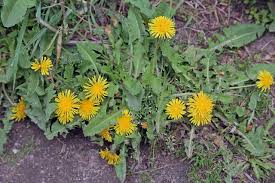 See more ideas about plant identification, plants, perennials. Master Gardener Not All Yellow Flowered Weeds Are Dandelions The Daily World