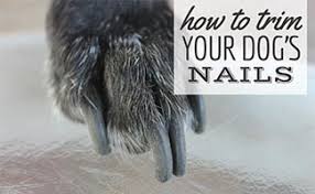how to trim dog nails at home how