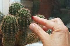 Is it poisonous to touch a cactus?