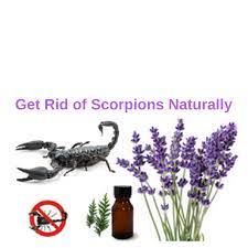 get rid of scorpions naturally