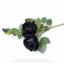 black rose spray rose8 black roses