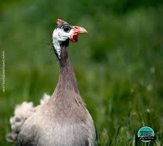 Visit the guinea fowl blog: Guinea Fowl Available Canada Wide