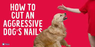 how to cut an aggressive dog s nails