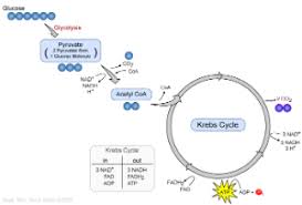 Energy Iii Cellular Respiration Krebs Cycle And Electron