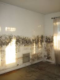 networx black mold get it out of your