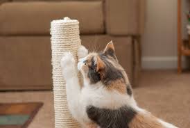 Test spray on an inconspicuous part of your furniture. Cat Scratching Why Cats Scratch And What You Can Do