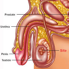 Taking care of your health. Visual Guide To Testicular Cancer