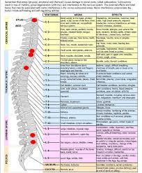 Spine Diagram Spinal Nerves Effects Chart Spinal Nerve