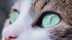 home remes for cat eye problems