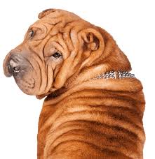 His fur coat is super thick and fluffy, without defects. Shar Pei Puppies For Sale Adoptapet Com