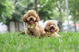 how much does a toy poodle cost 2023