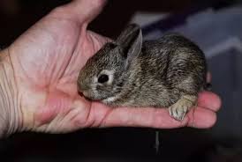 When Do Baby Cottontails Leave The Nest Quora