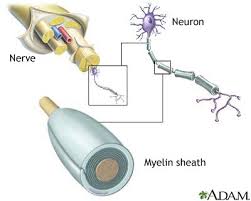 The national institute of neurological disorders and stroke in the united states report that vision problems are often the initial symptom of ms. Multiple Sclerosis Medlineplus Medical Encyclopedia