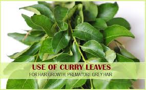 Image result for curry leaves benefits