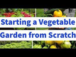 Vegetable Garden From Scratch
