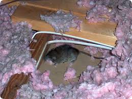 dead mouse in the attic ceiling