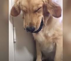 Goofy has always been thought of as a dog with human features according to disney's mouselinks. Videos That Prove Golden Retrievers Are The Funniest Dog Breed Htfunny
