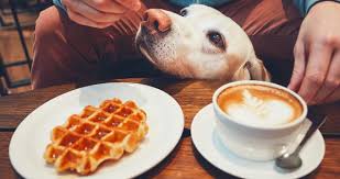 5:25 brian holt recommended for you. 23 Best Dog Friendly Restaurants In Usa