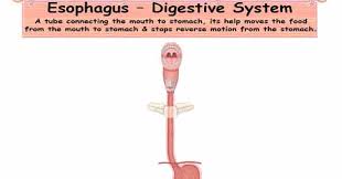 Image result for esophagus digestive system
