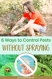 Organic pest control for gardens (natural options). Pest Control Without Pesticides For A Healthy Organic Garden The Beginner S Garden