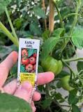 What do Early Girl tomatoes taste like?