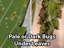 aphids greenflies cans how to