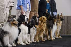 Check spelling or type a new query. Dog Trainer Certification Programs