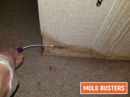 Professional Mold Testing Services