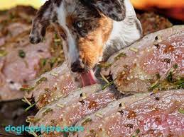 can dogs eat spoiled meat the