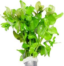 Check spelling or type a new query. Amazon Com Bacopa Caroliniana Live Aquarium Plants Stems Bundle Freshwater Tropical Flowering Plant Decorations By Mainam Pet Supplies
