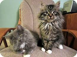 Why buy a maine coon kitten for sale if you can adopt and save a life? Arlington Va Maine Coon Meet Abbott Atlas A Pet For Adoption