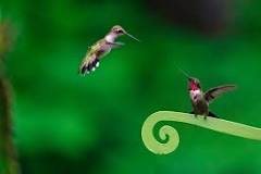 Faithful or a Fling: Do Hummingbirds Mate for Life? - Birds ...