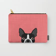 kennedy boston terrier cute dog