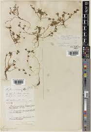 Trifolium cernuum Brot. | Plants of the World Online | Kew Science