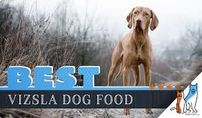 6 Best Vizsla Dog Food Plus Top Brands For Puppies Seniors