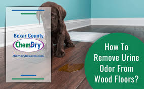 clean dog urine urine smells on carpet