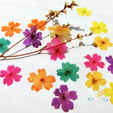 Сухите цветя, известни още като сухоцветни цветя или безсмъртни цветя, е група цветя, чиято форма и цветове са устойчиви във времето при правилно изсушаване, което ги прави популярни като декорация, особено извън сезона за цъфтеж. 10 Br Estestveni Suhi Cvetya Vrbinka Proba Mini Cvetna Chanta Dekorativni Cvetya Za Svatba Domashni Cvetya Za Ukrasa Na Doma Razprodazhba Izkustveni Dekoracii Feromoner News