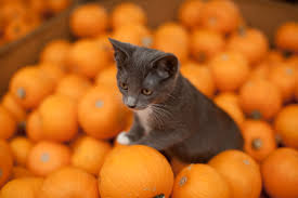 Image result for cat in the pumpkin patch