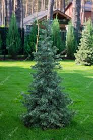 beautiful young evergreen blue spruce