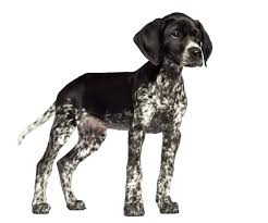 A slender yet athletic hybrid, the german shorthaired pointerpoodle is a medium size dog with long legs and a long body. German Shorthaired Pointers Colors And Changes Houndgames