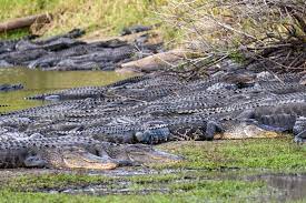 Wild Florida: American alligators keep Myakka's wetlands healthy | Sarasota  | Your Observer